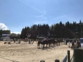 pferdesporttage_2017 (5)